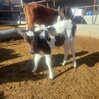 گاو|حیوانات مزرعه|مرودشت, ثبت احوال|دیوار