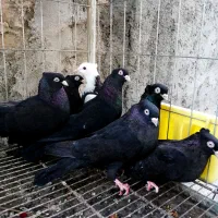 3 جفت زاغ، طوقی کله زرد