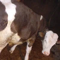 گوساله اصل سیمنتال بالای ۲۳۰کیلو ۷ماهه