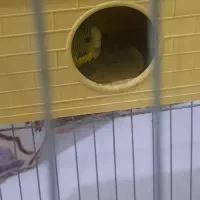 پرنده|پرنده|قرچک, باقرآباد|دیوار