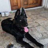 سگ ژرمن بلک ۵ماهه