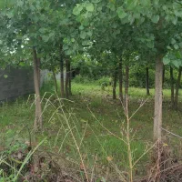 زمین داخل طرح  با سند در اطراف روستا کهنه سر