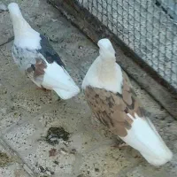 دورنگ