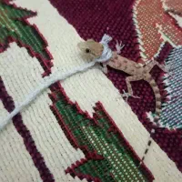 حیوان خانگی