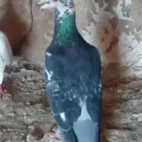 ۵۰۰|پرنده|شیروان (خراسان), |دیوار