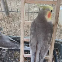 ب دلیل کمبودفضا ب فروش میرسد