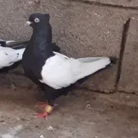 سینه ای ماده ۲ عدد نوک روشن، بدون دورنوک، سری ۷۰۰|پرنده|دزفول, |دیوار
