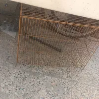 قفسه پرنده