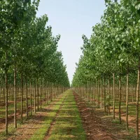 فروش نهال صنوبر بادرامدمیلیاردی+بسته‌بندی با وکیوم