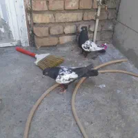 پرنده