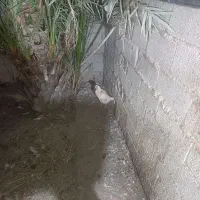 قوغاز|حیوانات مزرعه|آبادان, |دیوار