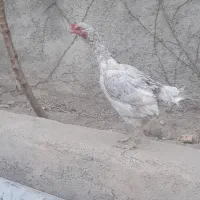 مرغ لاری
