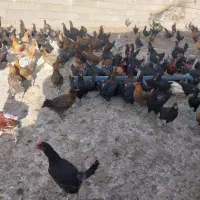 فروش مرغ محلی تخم گذار|حیوانات مزرعه|قم, شهرک مهدیه (مدرس)|دیوار