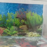 آکواریوم شیشه ای