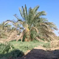 باسلام جنگ درخت دارم کسی میخاد زنگ بزنه