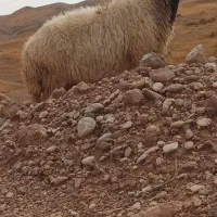 گوسفند