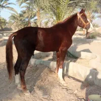 اسب نریان کردی اصیل ۶ساله