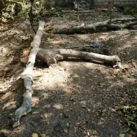 چوب گردو و چوب زغال|مصالح و تجهیزات ساختمان|نجف‌آباد, قلعه سفید|دیوار