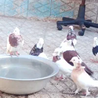 طوقی 7تا 4تومن|پرنده|سبزوار, شهرک ابوذر|دیوار