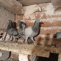 فروش ۸ عدد شامی|پرنده|خسروشاه, |دیوار