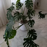گل برگ انجیری