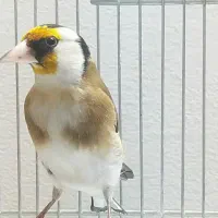 سهره چونه سفید