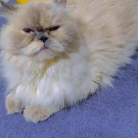 گربه هیمالین یک ساله|گربه|بندرعباس, |دیوار