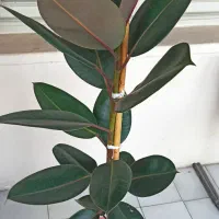 گل طبیعی با گلدان سفالی