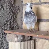 طوقی|پرنده|فارسان, |دیوار