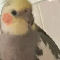 گمشده محدوده آرمان خ آرمان