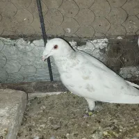 کبوتر سار زرد