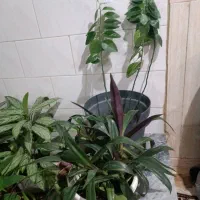 گل طبیعی|گل و گیاه طبیعی|کرمانشاه, |دیوار