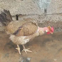 مرغ ریشوومرغ گردن لخت