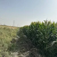 زمین-کشاورزی
