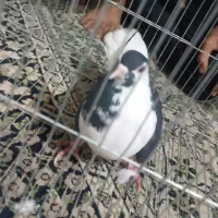 مال فروش هست خریدار