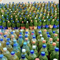 فروش خیارشور محلی