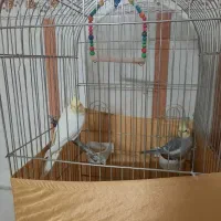 عروس هلندی نر وماده