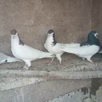 5تا شهری باهم|پرنده|شیراز, رکنآباد|دیوار