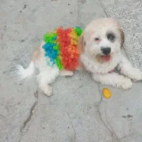 سگ پا کوتاه