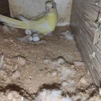 طوطی اوازه خوان ماده زرد روی تخم|پرنده|کاشان, شهرک امیرالمومنین|دیوار