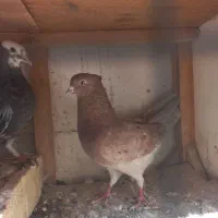 کفتر|پرنده|قم, باجک یک|دیوار