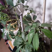 گل آپارتمانی|گل و گیاه طبیعی|اردبیل, |دیوار