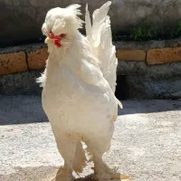 جوجه سلطان