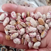 فروش لوبیا چیتی