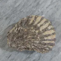 سنگ قیمتی