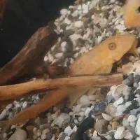 کت اسپرت و سلفین