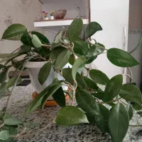 گل وگیاه طبیعی