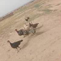 بوقلمون