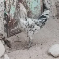 فروش خروس محلی اصل|حیوانات مزرعه|خورموج, |دیوار
