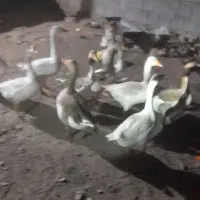 نروماده